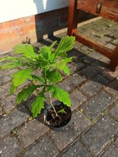 Oak sapling 30cm for sale  COALVILLE