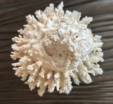 Natural white branch for sale Natural white branch for sale  Buffalo