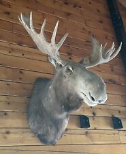 Maine moose shoulder for sale  Guilford