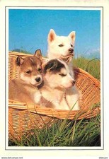 Animals dogs husky d'occasion  Expédié en Belgium