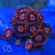 Orange oxides zoa for sale  STOCKPORT