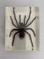Vogelspinne kunstharz konservi gebraucht kaufen  St Ingbert