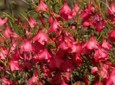 Hermannia stricta seeds d'occasion  Expédié en Belgium