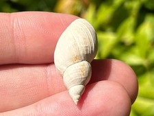 Bulgaria fossil gastropod for sale  Shipping to United Kingdom