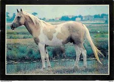 Animaux chevaux passion d'occasion  Fruges