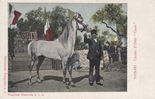 cavallo arabo egiziano usato  Treviso