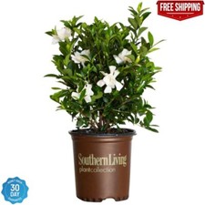 Live gardenia white for sale  Odessa