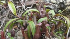 Nepenthes gracilis pianta usato  Italia