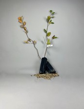 Burgunder trüffelbaum hainbuc gebraucht kaufen Burgunder trüffelbaum hainbuc gebraucht kaufen  Calw