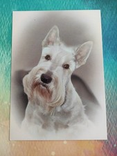 Heller scottish terrier gebraucht kaufen  Borna