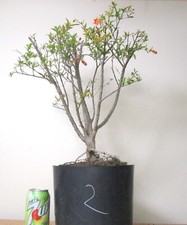 huge olive tree for sale huge olive tree for sale Garden Grove