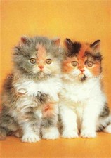 Katzen grau weis gebraucht kaufen  Deutschland