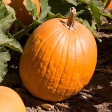 Pumpkin seeds huge for sale  SALISBURY