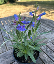 Penstemon heavenly blue for sale  GLOUCESTER