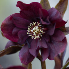 Winter flowering plant for sale  PETERBOROUGH