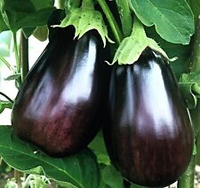 Aubergine black beauty gebraucht kaufen  Recklinghausen