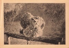 726383 lot vogelwarte gebraucht kaufen 726383 lot vogelwarte gebraucht kaufen  Deutschland