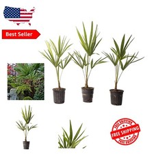 Tropical windmill palm for sale  Bryant