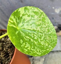 Pilea peperomioides mojito gebraucht kaufen  Obertshausen