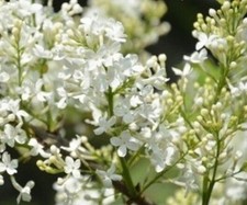 Exotic lilac seeds for sale  Goldsboro