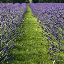 Lavender phenomenal scented for sale  IPSWICH