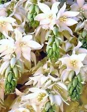 Rare yucca filifera for sale  Miami