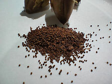 orinoco jazz brown snuff for sale orinoco jazz brown snuff for sale LUTON