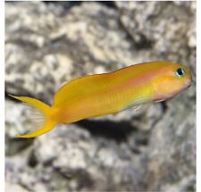 African yellow midas for sale  Garden City