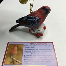 Pine grosbeak songbird for sale  Novelty