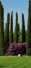 Mediterranean cypress tree for sale  Clayton