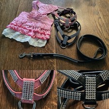 Black pink dog for sale  ROTHERHAM