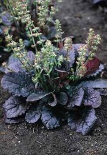 Lyre leaved sage for sale  Gate City