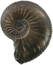 Lias amaltheus margaritatus gebraucht kaufen  Erlangen