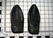 Plastic resin fossil for sale  WAKEFIELD