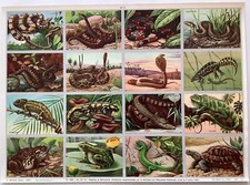 Planche pédagogie reptiles d'occasion  Saint-Léger-sur-Dheune