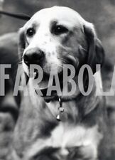 Vintage animali cani usato  Roma