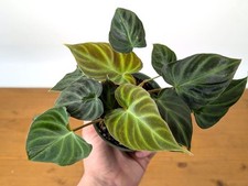indoor house plant for sale indoor house plant for sale Winter Park