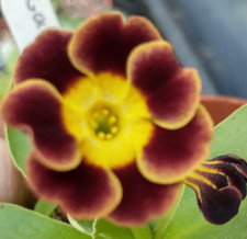 Primula auricula gollum for sale  SHEFFIELD