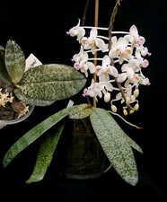 Rare phalaenopsis celebensis. for sale  NOTTINGHAM