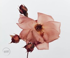 Vtg irving penn for sale  Woodstock
