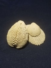 cockle shells 1 for sale cockle shells 1 for sale Okeechobee