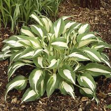 Hosta night christmas for sale  HAILSHAM