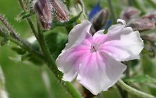 Lychnis rose campion for sale  SALISBURY