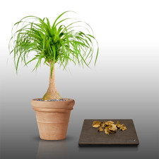 Graines semer lga d'occasion Graines semer lga d'occasion  Istres