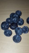 ARANDANO AZUL vaccinium FRUTA del BOSQUE  semillas -  seeds  comprar usado  Enviando para Brazil