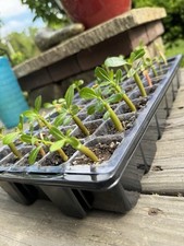 Desert rose seedlings for sale  Roselle