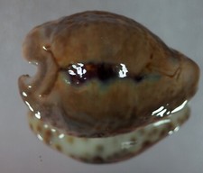 Cypraea teulerei prima usato  Italia