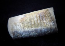 Cephalopod treptoceras duceri for sale  East Aurora