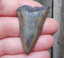 Nice 1.77 extinct for sale  USA