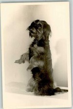 39426484 cane schnauzer usato  Spedire a Italy
